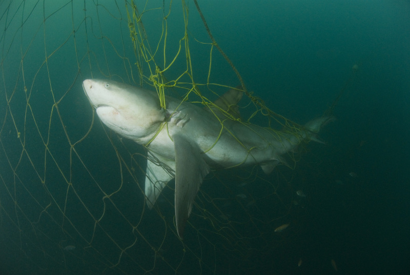 Ghost Nets of the Indian Ocean: A Silent Killer of Marine Life